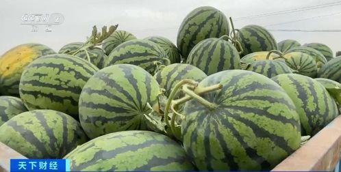 娱乐吃瓜香,吃瓜香背后的精彩故事