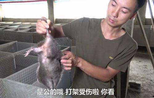 穷人养鼠大法娱乐吃瓜,趣味养鼠，吃瓜乐趣无限