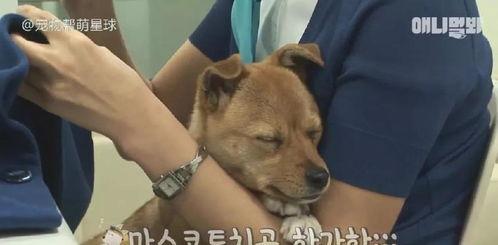 娱乐吃瓜酱小黄狗,揭秘娱乐圈那些不为人知的幕后故事