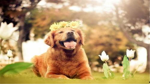 娱乐吃瓜酱小黄狗,揭秘娱乐圈那些不为人知的幕后故事